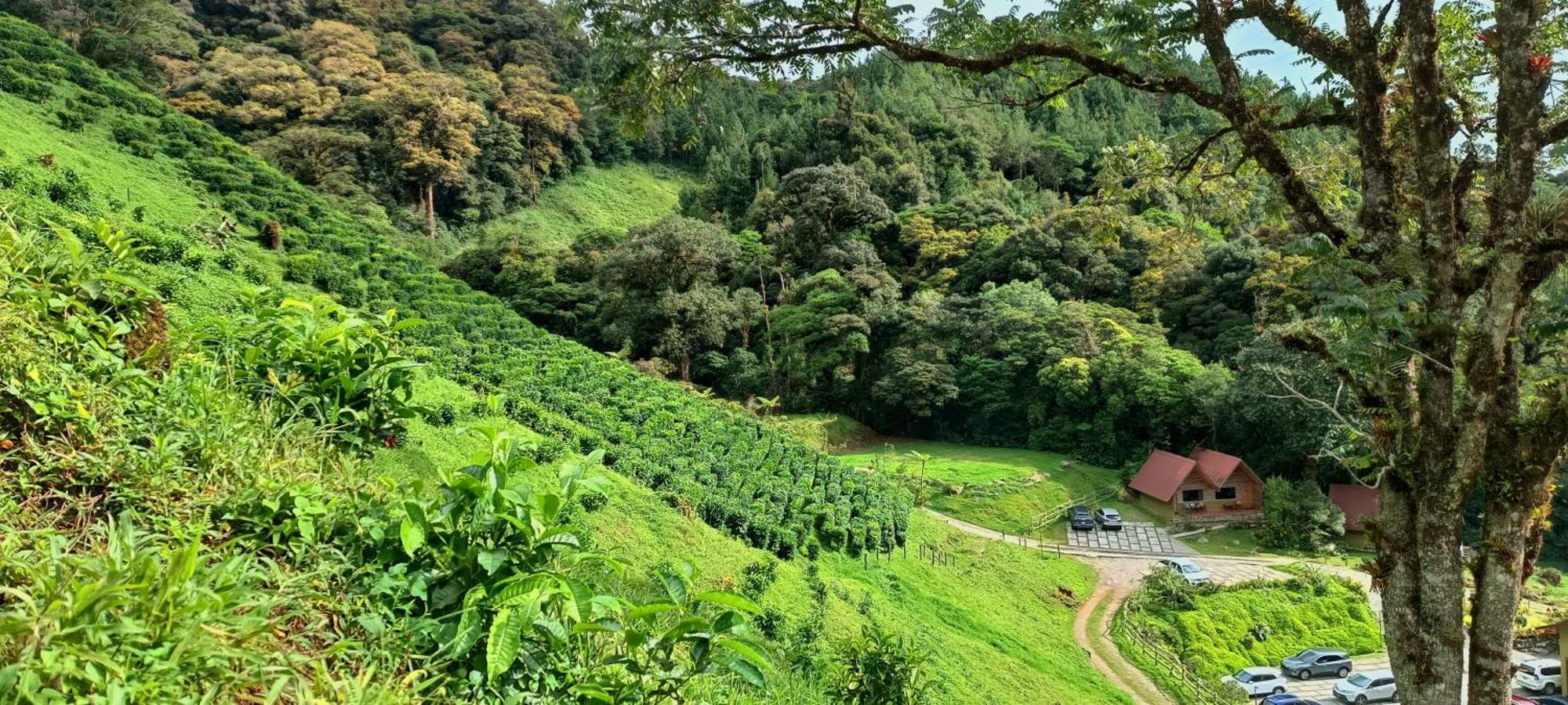 Tree Trek Boquete Adventure Park Hotel Luaran gambar